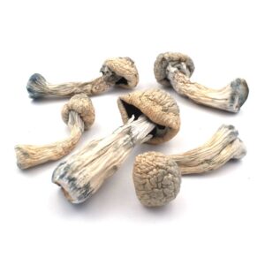 Albino Penis Envy Shrooms