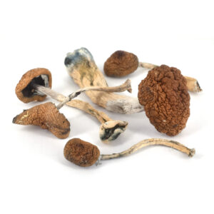 Golden Teachers Magic Mushrooms