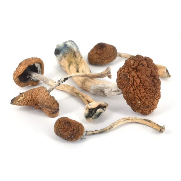 Golden Teachers Magic Mushrooms