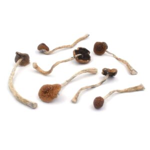 Malabar Coast Shrooms