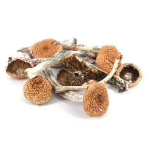 Mazatapec Shrooms