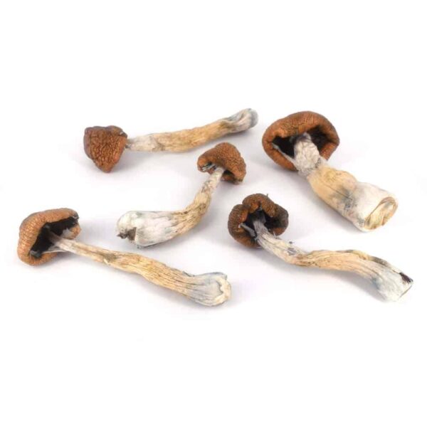 Melmac Magic Mushrooms