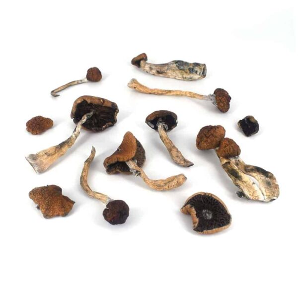 Mexicana Shrooms