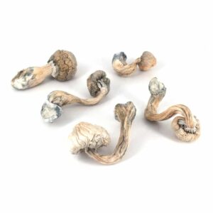 White Burma Magic Mushrooms